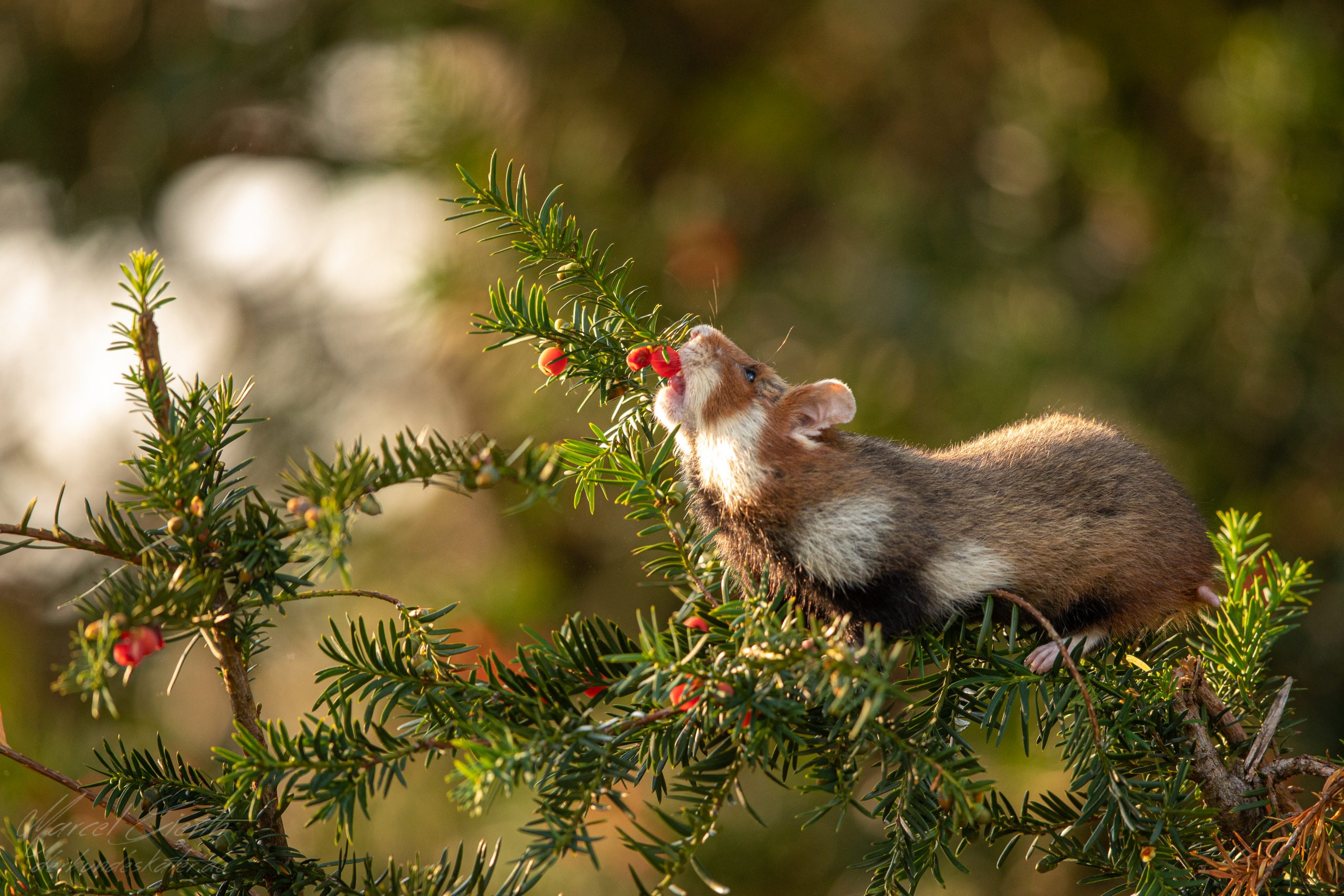 Hamster auf Eibe  - Fotograf Marcel Gierth