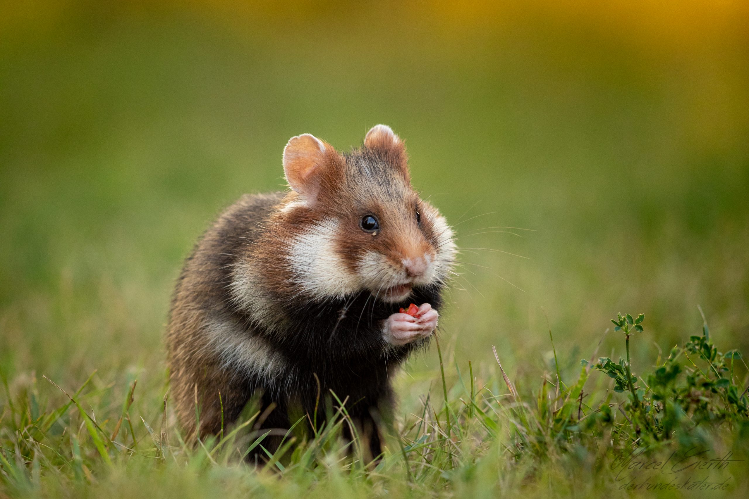 Hamster  frisst Eibenbeere - Fotograf Marcel Gierth